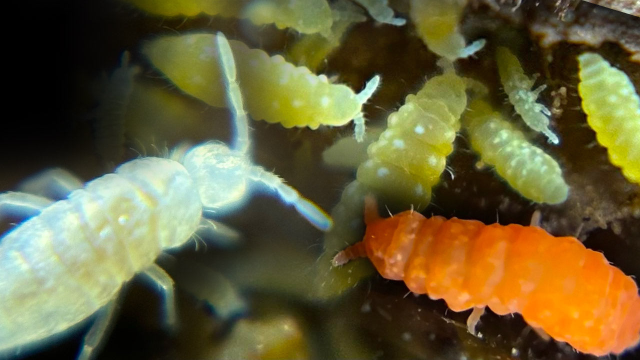 Springtail Collector Cards and Enclosure Labels – Exotic Pet Decor