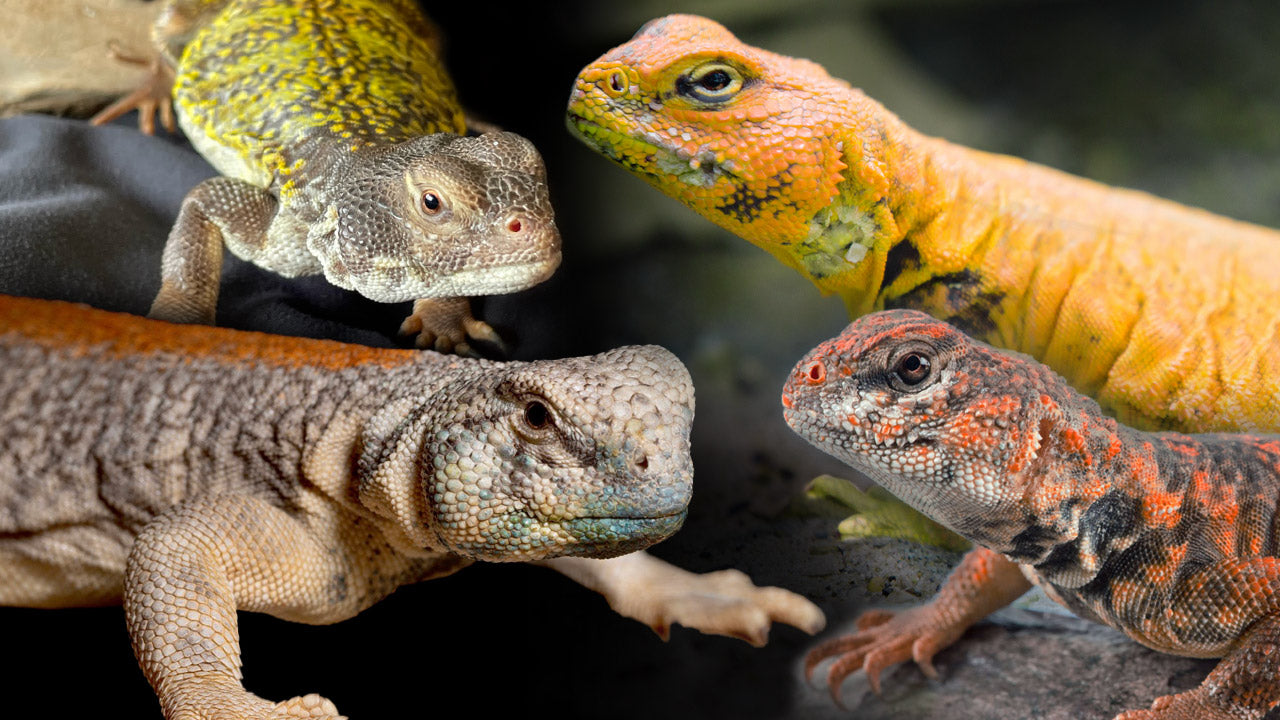 Uromastyx Labels