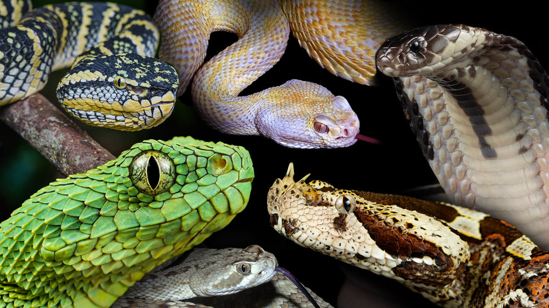 Venomous Snake Collector Cards and Enclosure Labels – Exotic Pet Decor