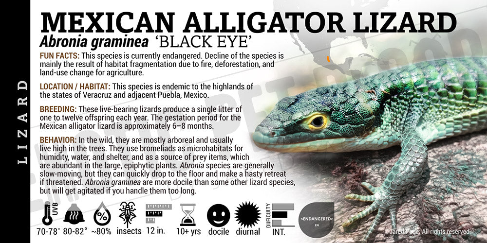 Abronia graminea 'Mexican Alligator' Lizard