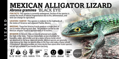Abronia graminea 'Mexican Alligator' Lizard
