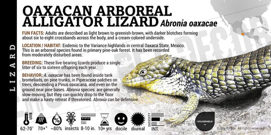 Abronia oaxacae 'Oaxacan Arboreal Alligator' Lizard label