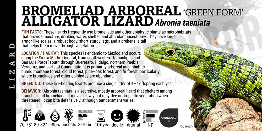 Abronia taeniata 'Bromeliad Arboreal Alligator' Lizard