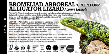 Abronia taeniata 'Bromeliad Arboreal Alligator' Lizard