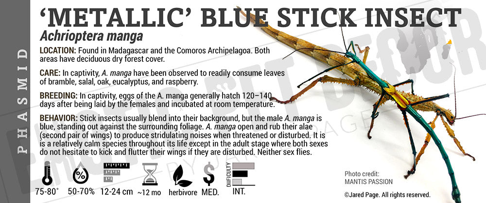 Achrioptera manga 'Metallic Blue Stick Insect'