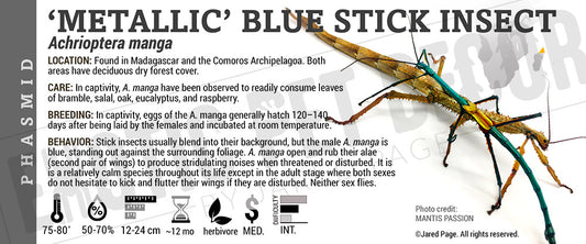 Achrioptera manga 'Metallic Blue Stick Insect'