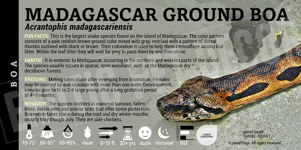 Acrantophis madagascariensis 'Madagascar Ground Boa'