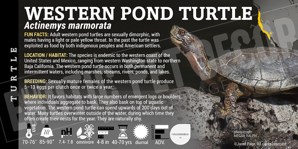 Actinemys marmorata 'Western Pond' Turtle label
