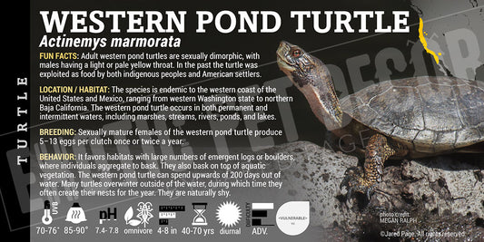 Actinemys marmorata 'Western Pond' Turtle label