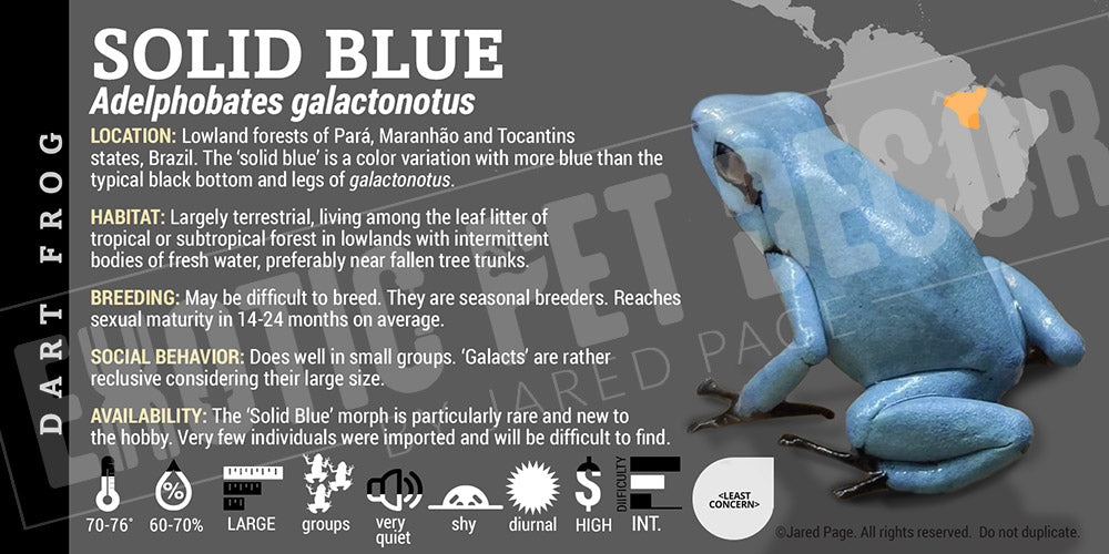 Adelphobates galactonotus 'Blue' Dart Frog Label