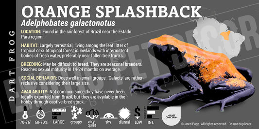 Adelphobates galactonotus 'Orange' Dart Frog Label