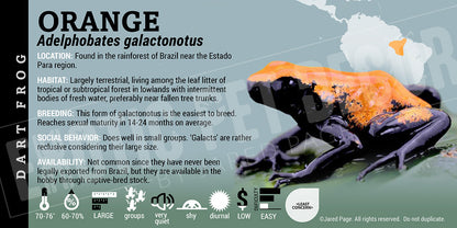 Adelphobates galactonotus 'Orange' Dart Frog Label