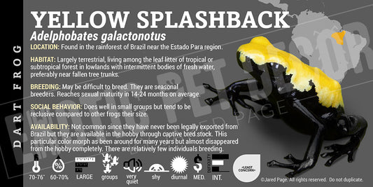 Adelphobates galactonotus 'Yellow' Dart Frog Label