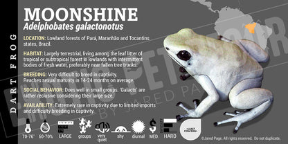 Adelphobates galactonotus 'Moonshine' Dart Frog Label