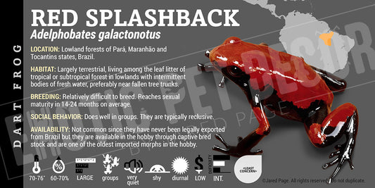 Adelphobates galactonotus 'Red' Dart Frog Label