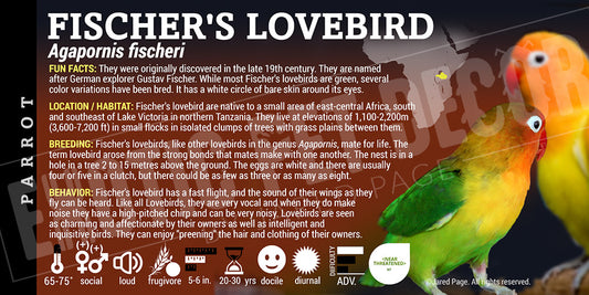 Agapornis fischeri 'Fischer's Lovebird'