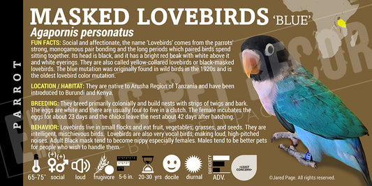 Agapornis personatus 'Yellow-collared Masked Lovebirds'