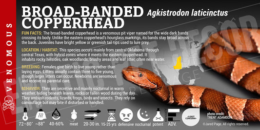 Agkistrodon laticinctus 'Broad-banded Copperhead' snake label