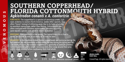 Agkistrodon contortrix 'Eastern' Copperhead