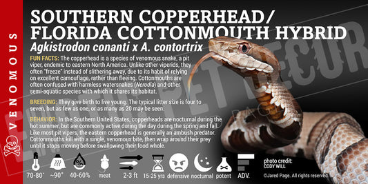 Agkistrodon conanti x A. contortrix Copperhead / Cottonmouth hybrid