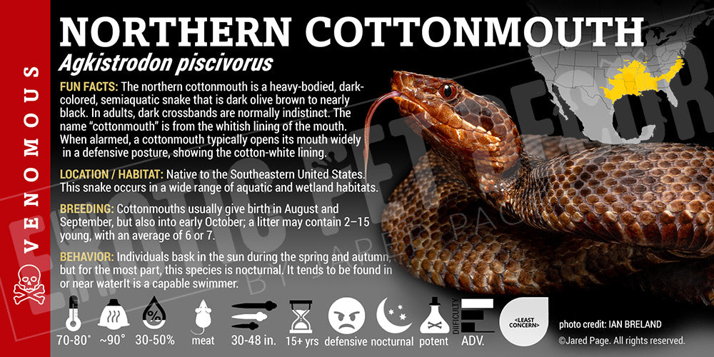 Agkistrodon piscivorus 'Northern Cottonmouth' Snake