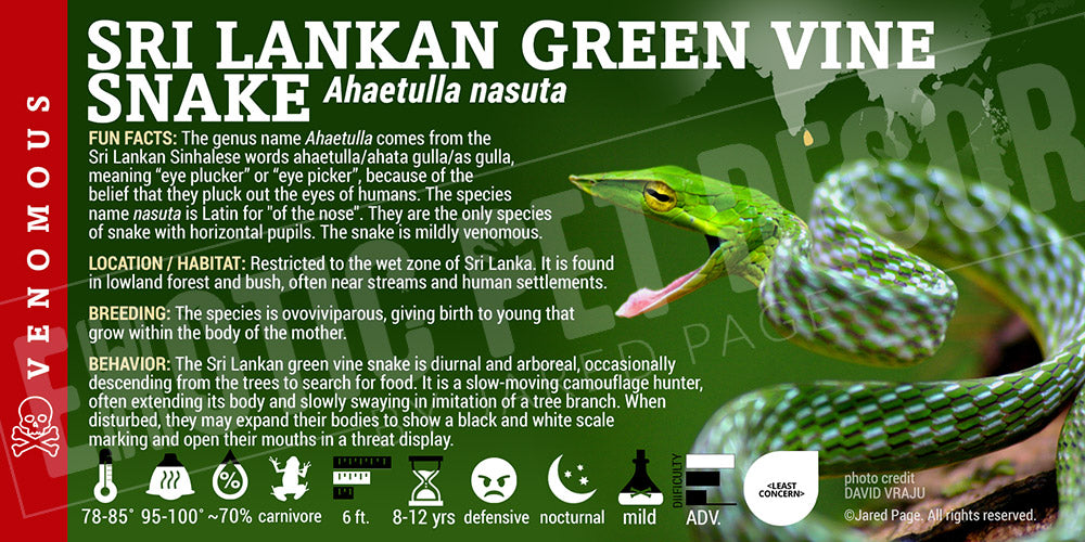 Ahaetulla nasuta 'Sri-Lankan Green Vine' Snake label