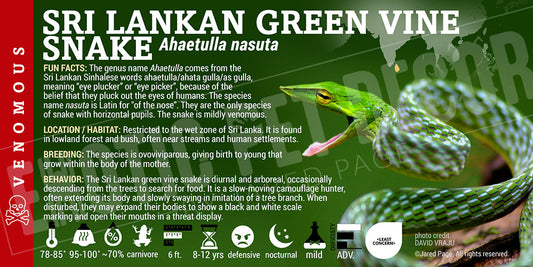 Ahaetulla nasuta 'Sri-Lankan Green Vine' Snake label