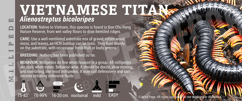 Alienostreptus bicoloripes 'Vietnamese Titan' Millipede label