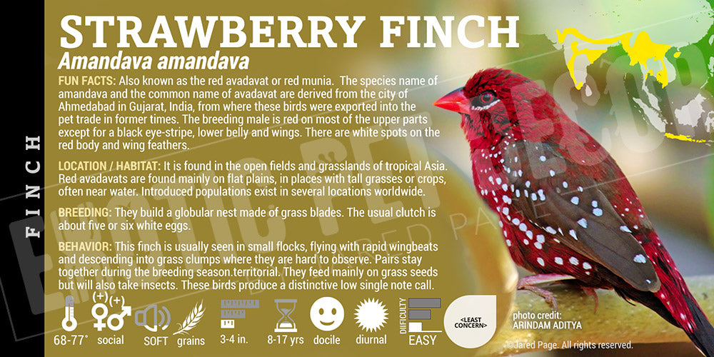 Finch Label Amandava amandava 'Strawberry Finch' Cards and Enclosure Labels ...