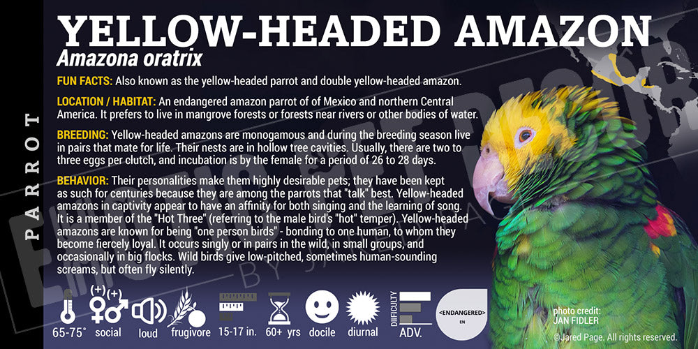 Amazona oratrix 'Yellow-headed Amazon Parrot'