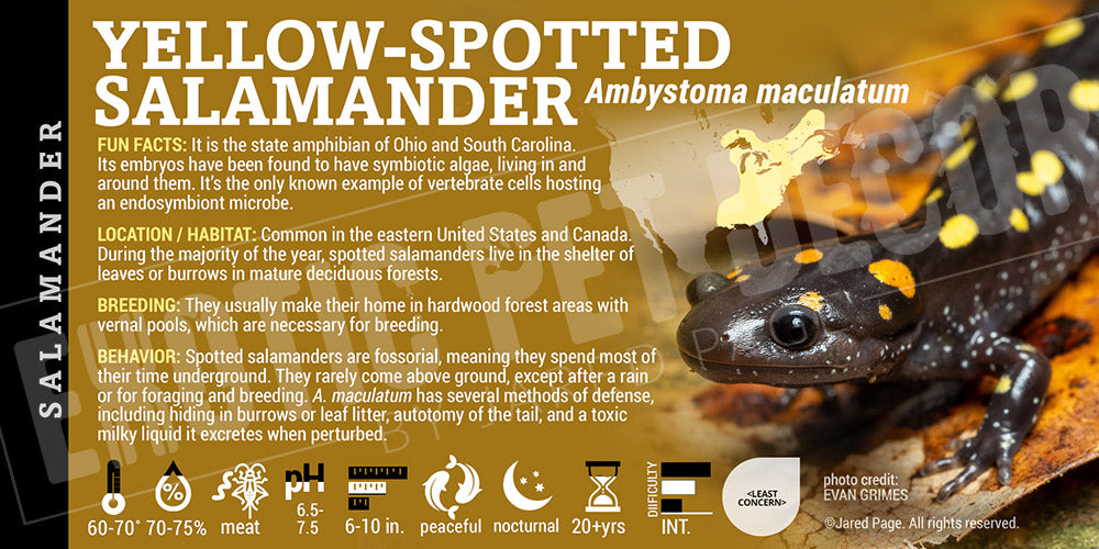 Ambystoma maculatum 'Yellow-spotted' Salamander label
