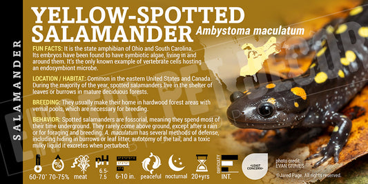Ambystoma maculatum 'Yellow-spotted' Salamander label
