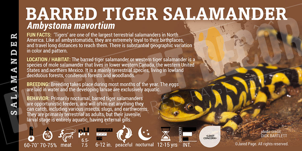 Ambystoma mavortium 'Tiger Salamander'