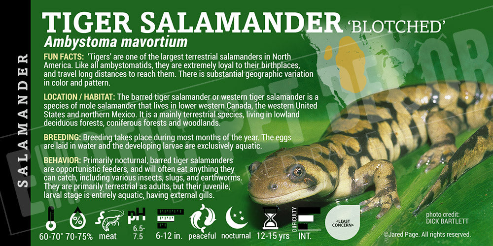 Ambystoma mavortium 'Tiger Salamander'