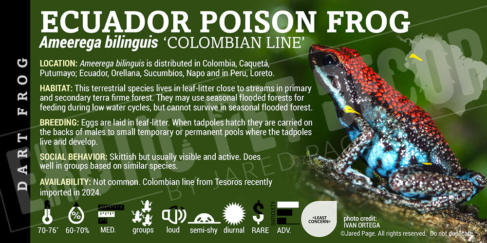 Ameerega bilinguis 'Ecuador Poison Frog' Label