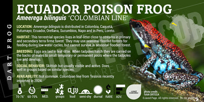 Ameerega bilinguis 'Ecuador Poison Frog' Label