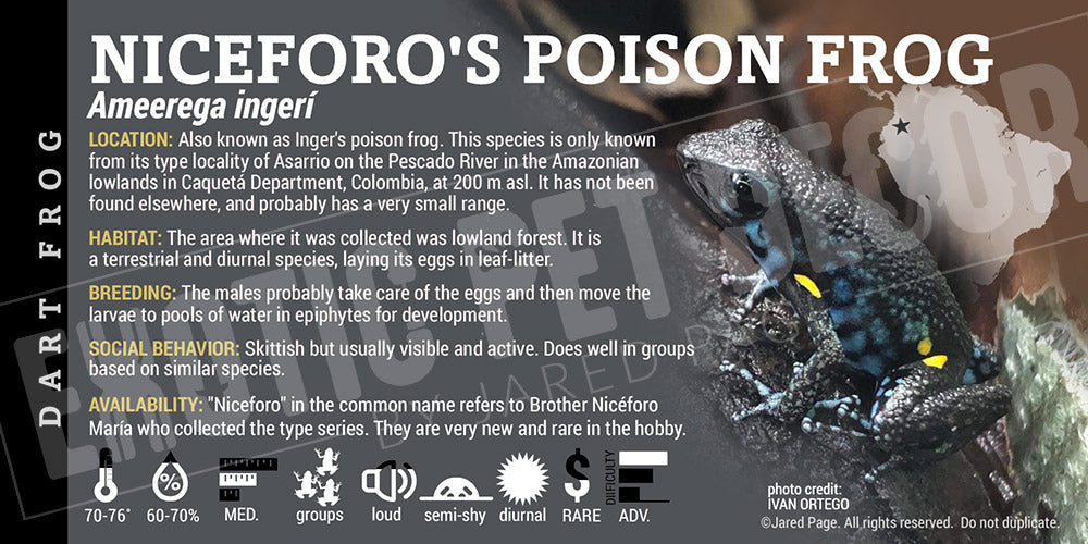 Ameerega ingeri Dart Frog Label