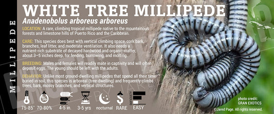 Anadenobolus arboreus arboreus 'White Tree Millipede' label