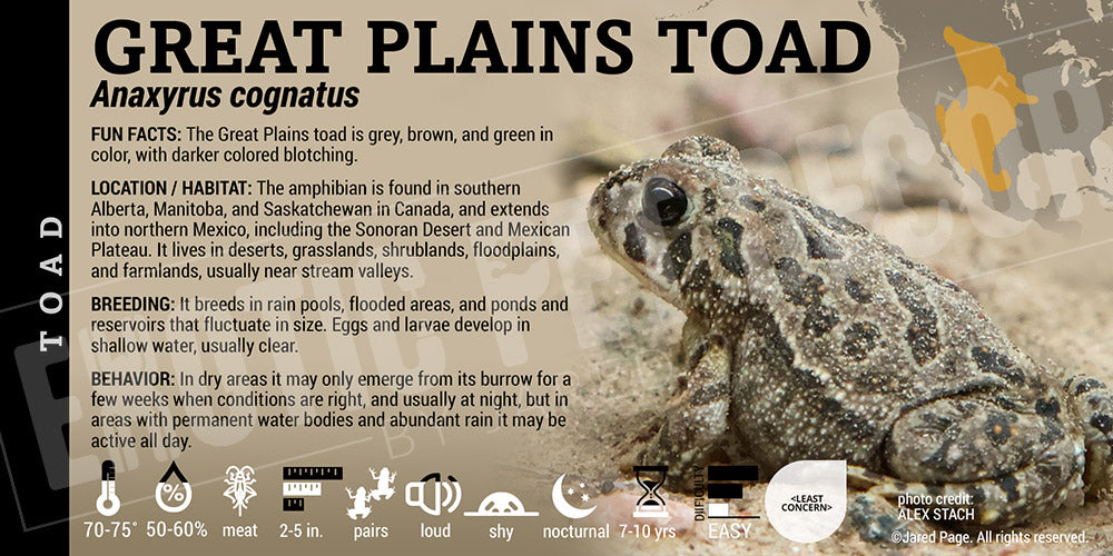 Anaxyrus cognatus 'Great Plains Toad'