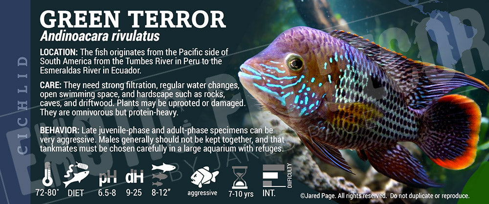 Andinoacara rivulatus 'Green Terror Cichlid' Fish label