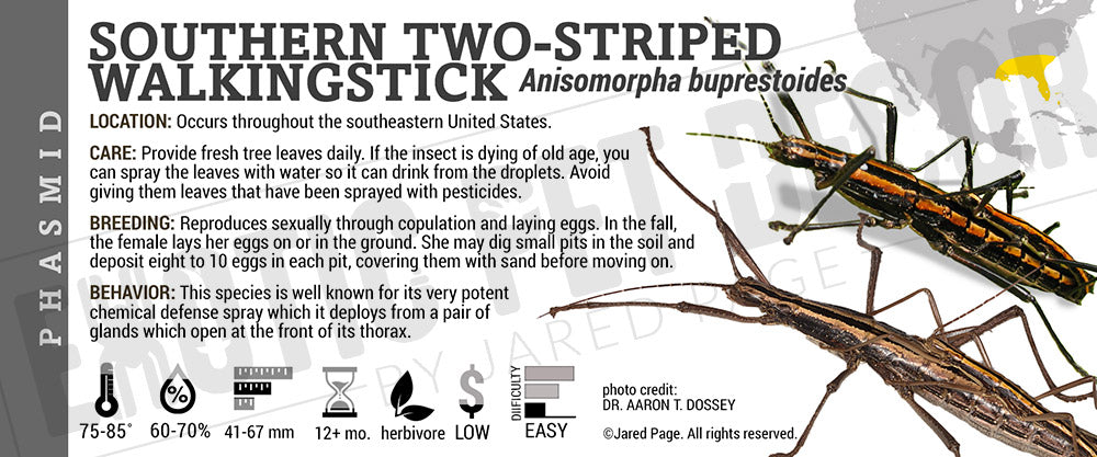 Anisomorpha buprestoides 'Southern Two-striped Walking Stick' Insect ...