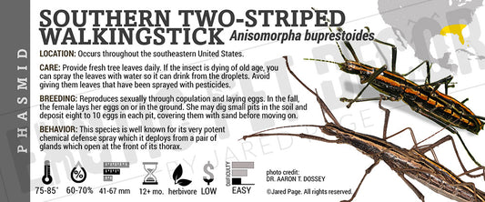 Anisomorpha buprestoides 'Southern Two-striped Walking Stick' Insect