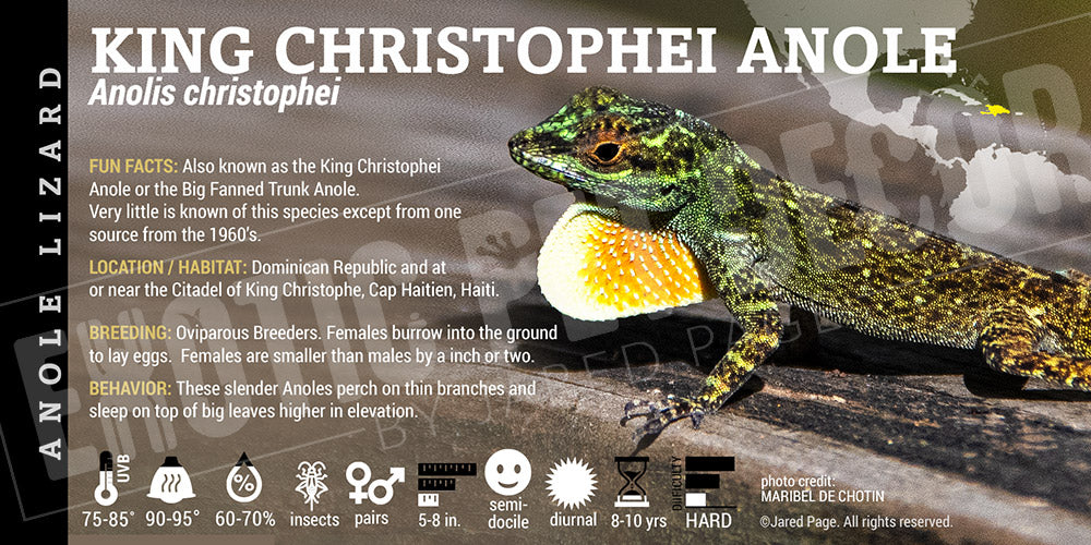 Anoli chrisophei 'King Christophei' Anole