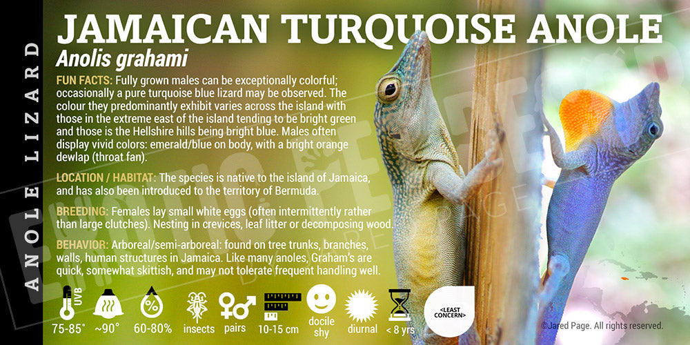 Anolis grahami 'Jamaican Turquoise' Anole lizard label