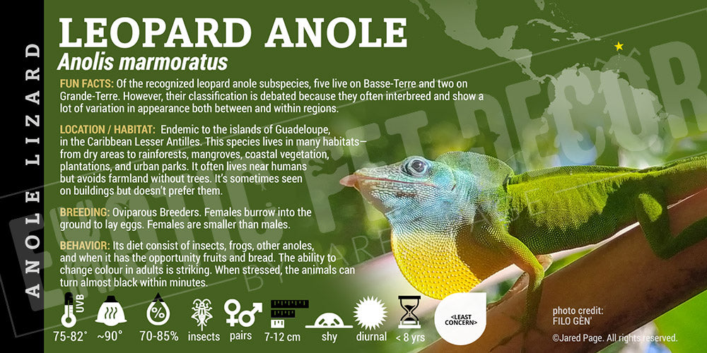Anolis marmoratus 'Leopard' Anole lizard label