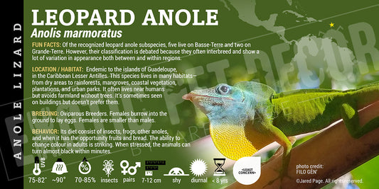 Anolis marmoratus 'Leopard' Anole lizard label
