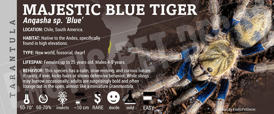 Anqasha sp. Blue 'Majestic Blue Tiger' Tarantula label