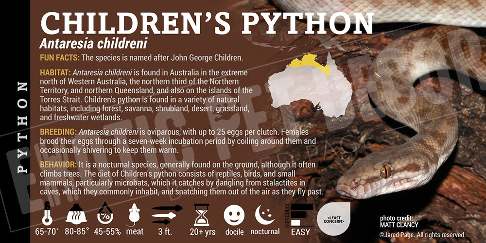 Antaresia childreni 'Children's Python