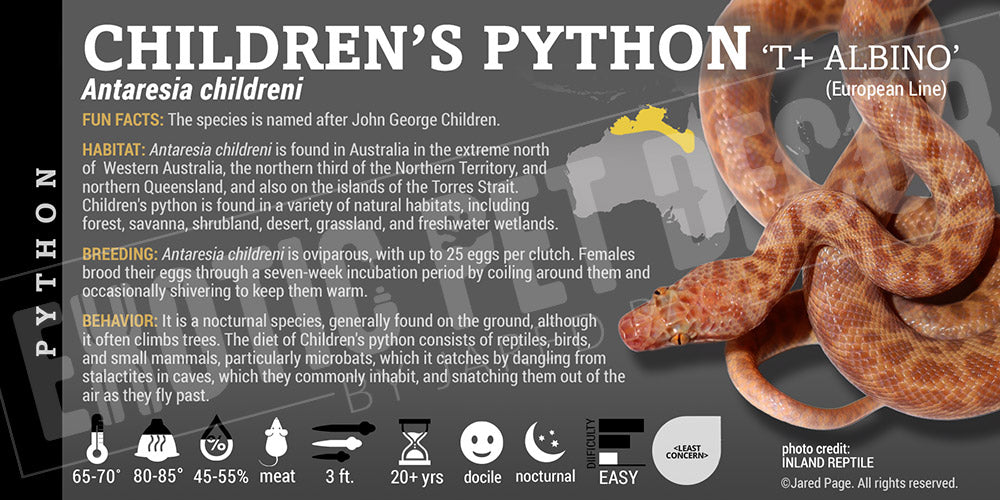 Antaresia childreni 'Children's Python