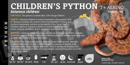 Antaresia childreni 'Children's Python